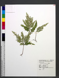 Selaginella mollendorffii Hieron. f