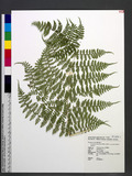 Acrophorus stipellatus Wall. ex Moore var. macrostegius Tagawa