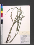 Carex hattoriana Nakai ex Tuyama AGW