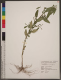 Ludwigia hyssopifolia (G. Don) Exell 細葉水丁香