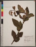 Taxillus rhododendricolius (Hayata) S. T. Chiu YH