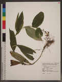 Tricyrtis formosana Baker var. lasiocarpa (Matsum.) Masam. 毛果油點草