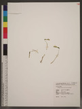 Nervilia crociformis (Zoll. & Mor.) Seidenf.