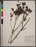 Verbena bonariensis L. 柳葉馬鞭草
