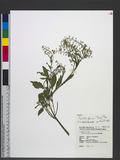 Rorippa globosa (Turcz. ex Fisch. & C. A. Meyer) Vassilcz. yGs