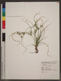 Pycreus pumilus (L...