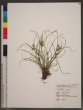 Pycreus pumilus (L...