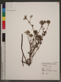 Torilis japonica (Houtt.) DC. Ѧ