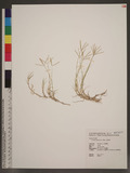 Cynodon dactylon (L.) Pers. 