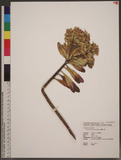 Euphorbia formosana Hayata OWju