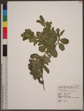 Flueggea virosa (Roxb. ex Willd.) Voigt ն