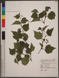 Ampelopsis brevipedunculata (Maxim.) Trautv. var. hancei (Planch.) Rehder ~s