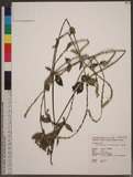 Achyranthes aspera L. var. rubro-fusca Hook. f. 