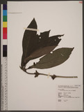 Lasianthus appressihirtus Simizu K˾