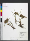 Cyperus odoratus L...