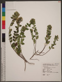 Abelia chinensis R. Br. var. ionandra (Hayata) Masamune OWẕ