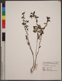 Chamaesyce hyssopifolia (L.) Small ju