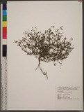 Hedyotis biflora (L.) Lam. կ