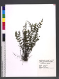 Cheilanthes chusana Hook. ӸH̿