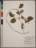 Bredia hirsuta Blume var. rotundifolia (Liu & Lu) S. F. Huang & T. C. Huang 긭Ǽw