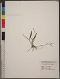 Ophioglossum thermale Komarov U~p