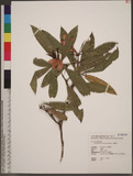 Rhododendron latoucheae Franch. & Finet I