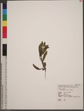 Thyrocarpus sampsonii Hance ުG