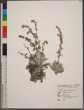 Artemisia somai Hayata var. batakensis (Hayata) Kitamura Ӿ|զ