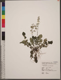 Salvia arisanensis Hayata 阿里山鼠尾草