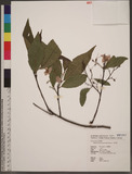 Alniphyllum pteros...