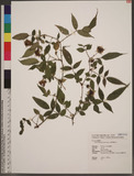 Rubus fraxinifoliolus Hayata պa_l