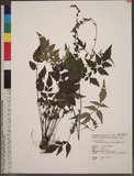 Salvia formosana (...