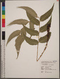 Cyrtomium falcatum (L. f.) C. Presl te