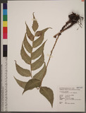 Cyrtomium falcatum (L. f.) C. Presl te