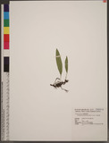 Elaphoglossum angulatum (Blume) T. Moore z޿