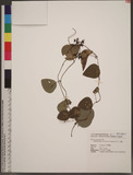 Stephania japonica...