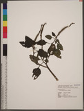 Heliotropium indic...