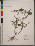 Phyllanthus urinaria L. U]