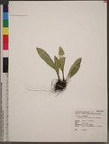 Elaphoglossum callifolium (Blume) T. Moore UY޿
