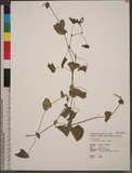 Polygonum perfoliatum L. Ok
