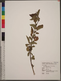 Sida rhombifolia L...