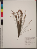 Casuarina equisetifolia L. ¶