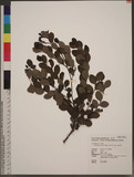 Breynia vitis-idaea (Burm. f.) C. E. Fisher J]