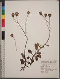 Gynura divaricata (L.) DC. subsp. formosana (Kitamura) F. G. Davies ջ