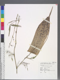 Phyllostachys lithophila Hayata ۥͦn