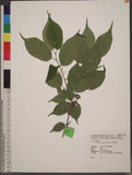 Prunus transarisan...