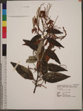 Castanopsis hystrix A. DC. N_