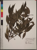 Cinnamomum insulari-montanum Hayata OW׮