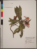 Rhododendron leptosanthum Hayata