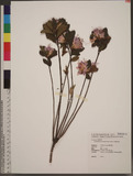 Rhododendron brevi...